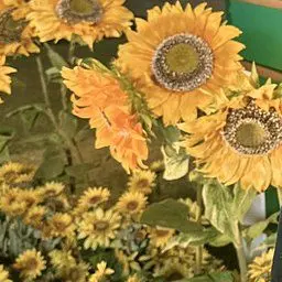 Profile image of 藤澤涼架