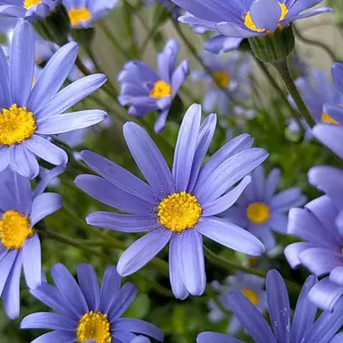 Profile image of 若井滉斗