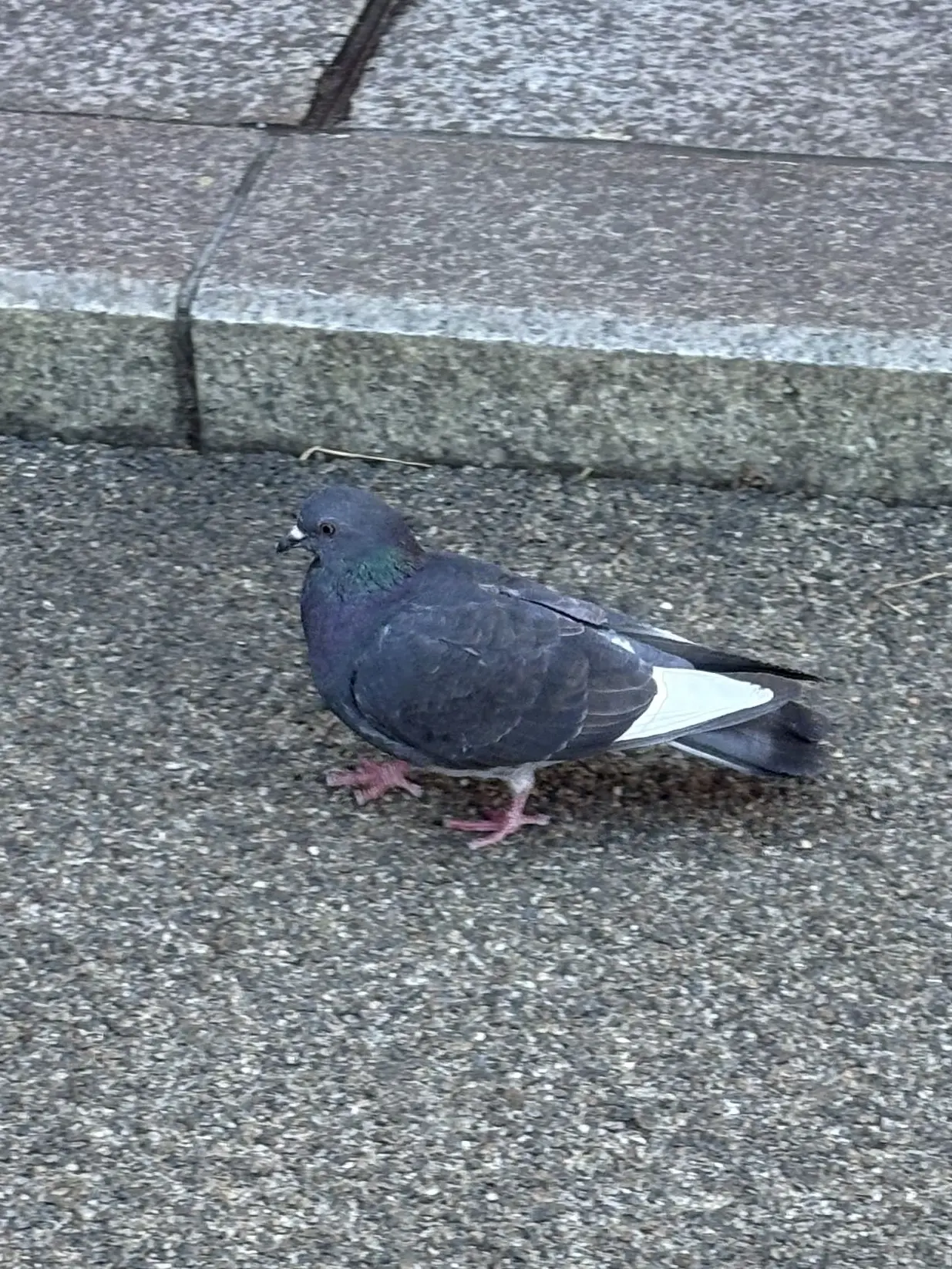 SourApple2761의 イギリスさんの英語講座