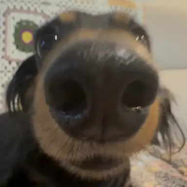 Profile image of 윤 동 주