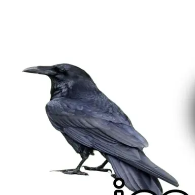 Profile image of Crows