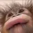 숭랑이