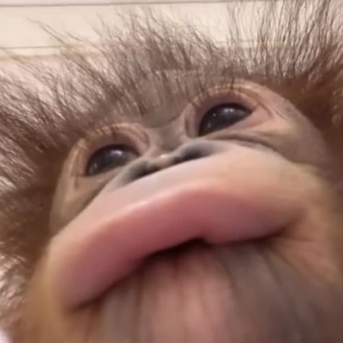 숭랑이