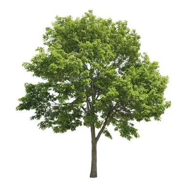 Profile image of Tree