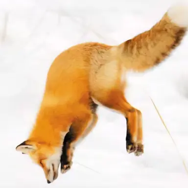 Profile image of 여우