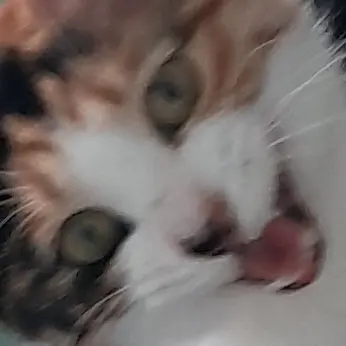 Profile image of 대저택가족