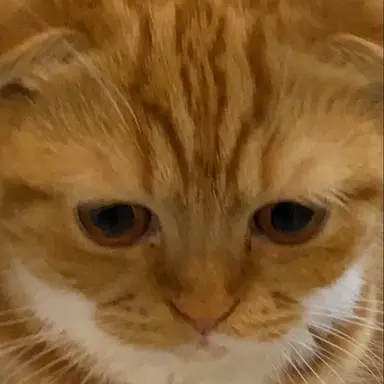 Profile image of つきちゃん
