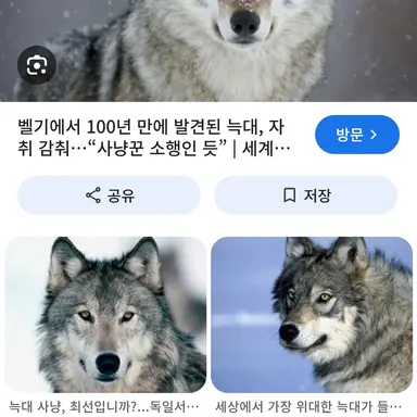 Profile image of 늑대