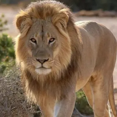 Profile image of Jumbo
