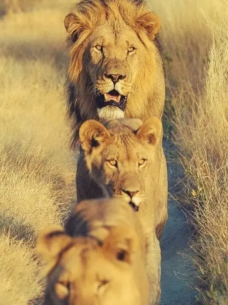 Adamakesyouflatter의 Lion Pride