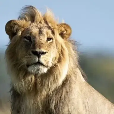 Profile image of Walter