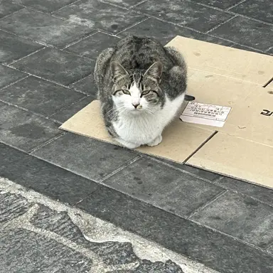 Profile image of 정현