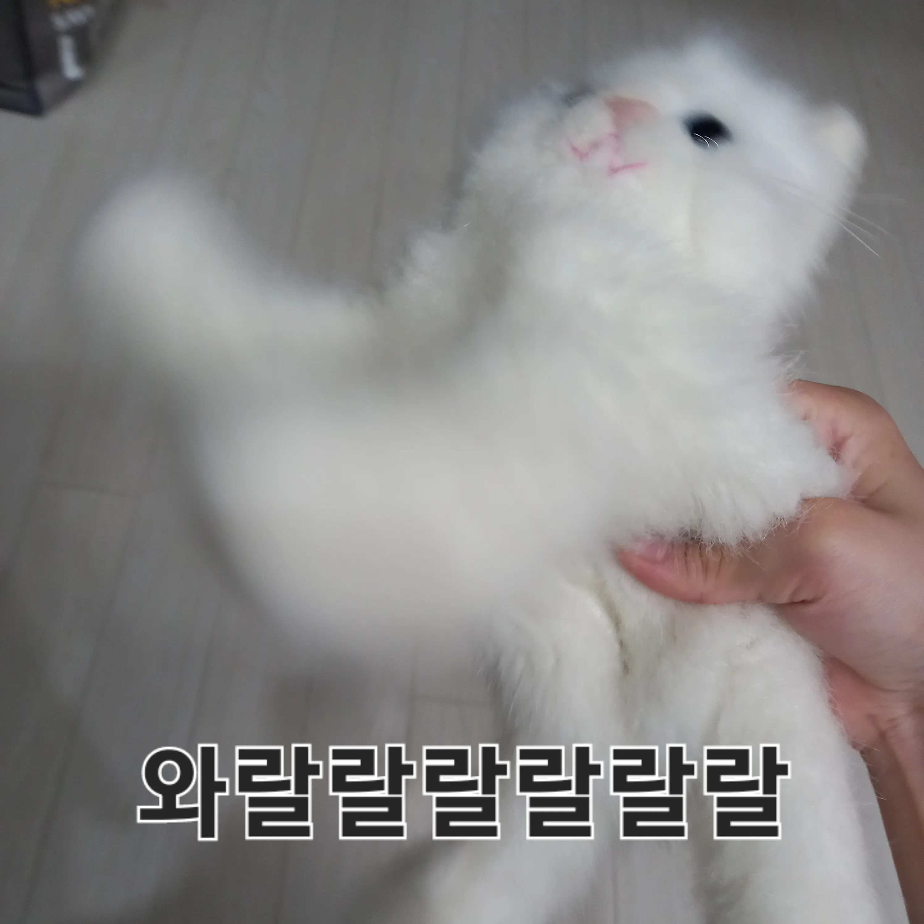 Chengjeongdayorusap의 크림이
