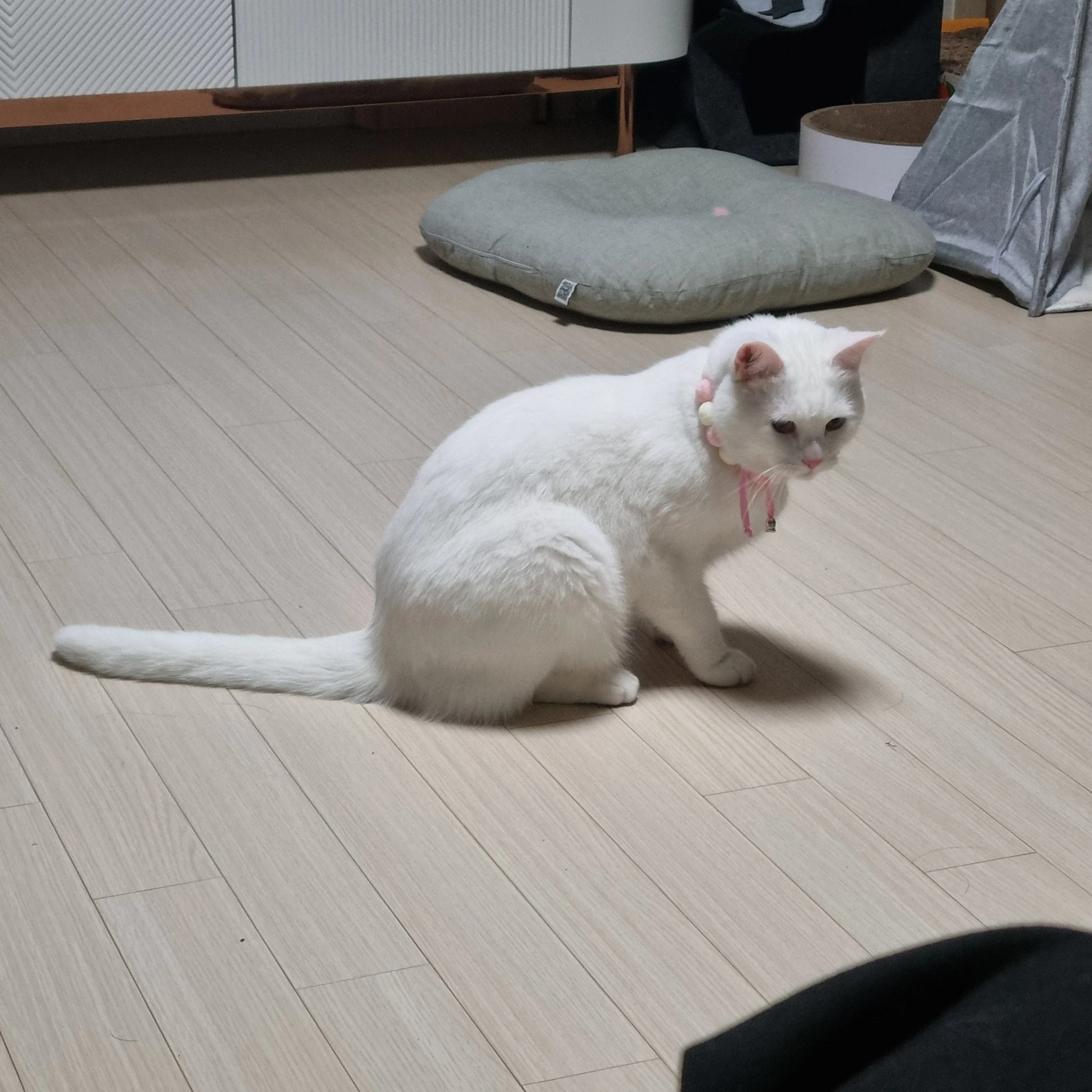 호빵이