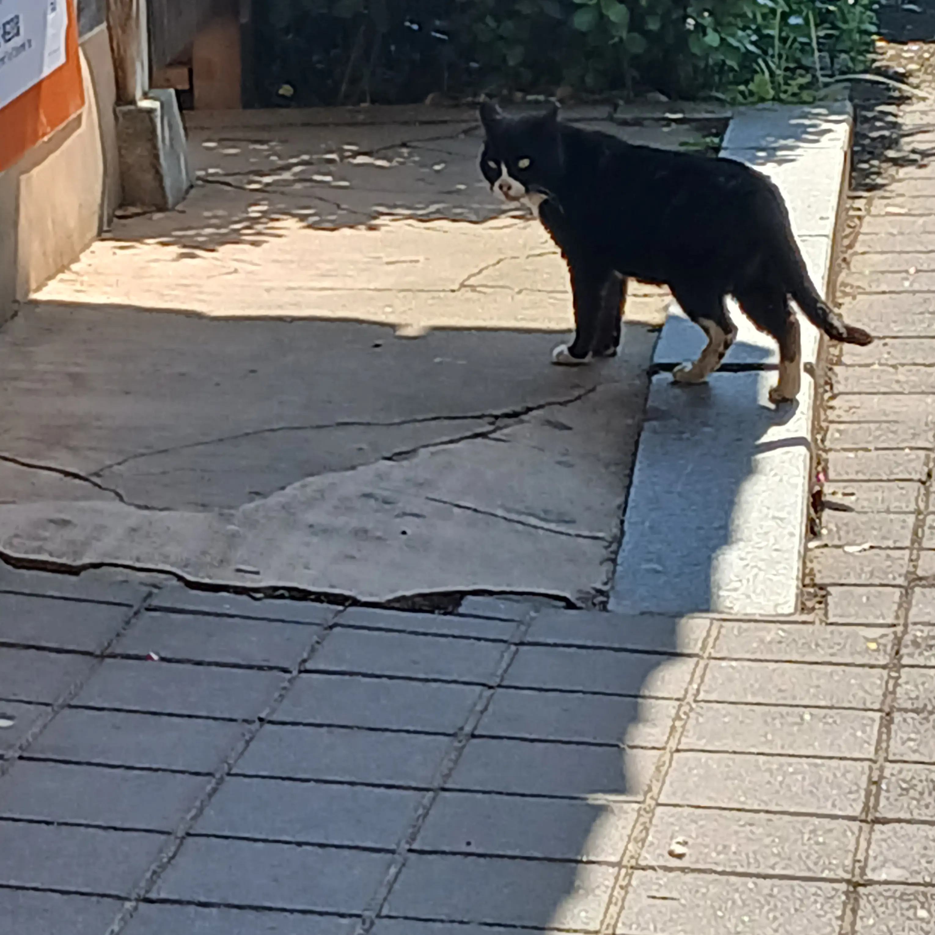 Kunisei_liaco의 고양이 가족