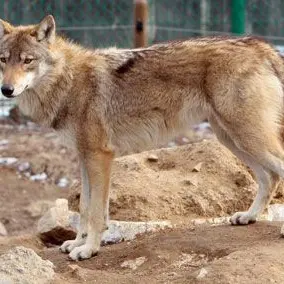 Profile image of 늑대