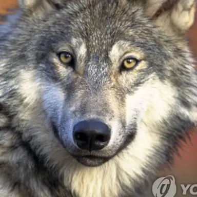 Profile image of 김늑대