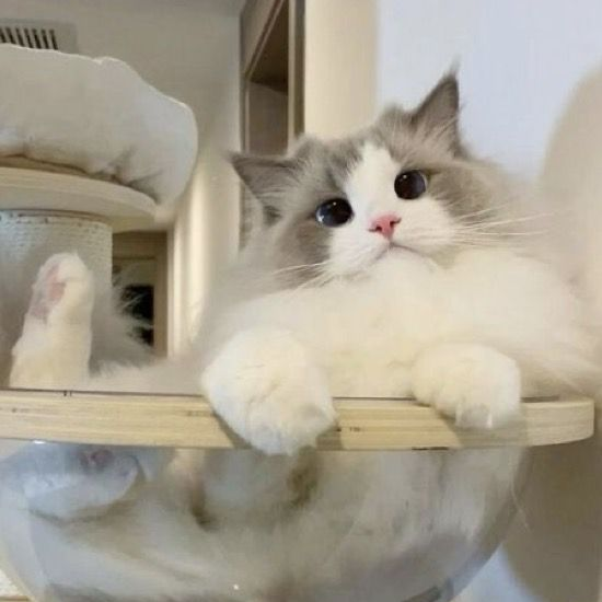 고양이 키우기 대표 이미지