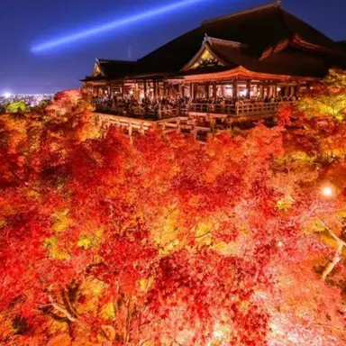 Profile image of 夜行吸血組