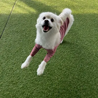 Profile image of 꼬미