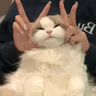 Profile image of 모양몬