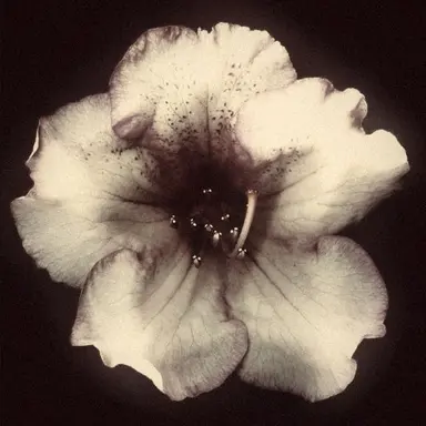 Profile image of 비한