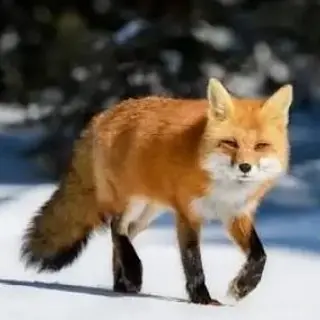 Profile image of 여우