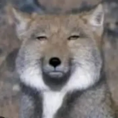 Profile image of 여우