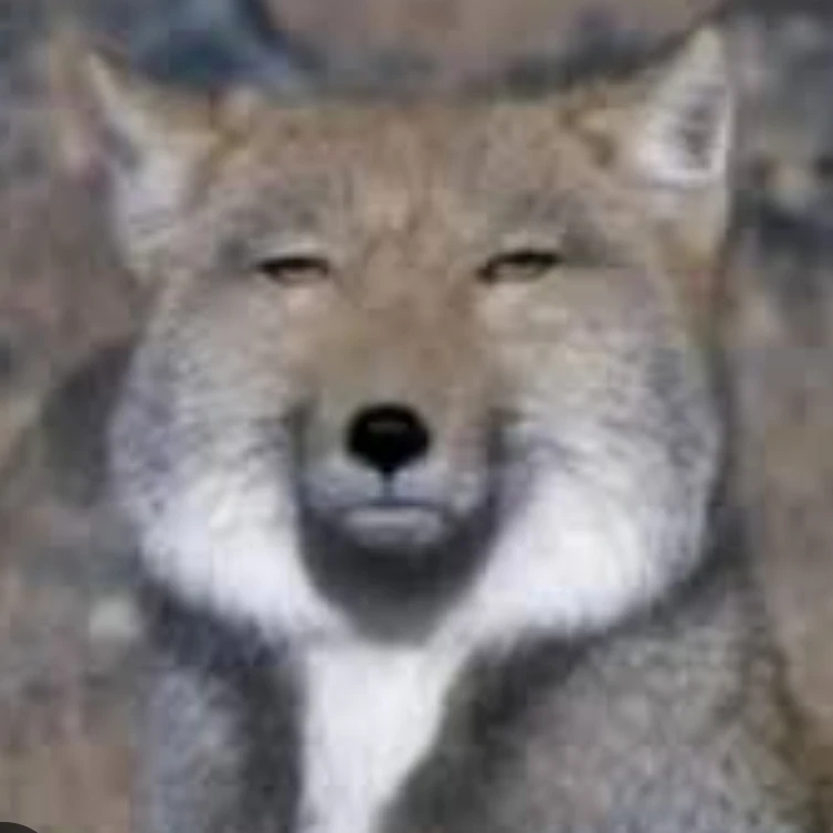 여우