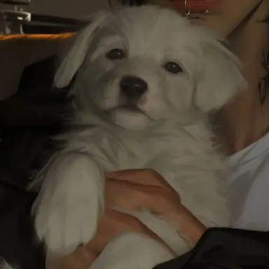 Profile image of 코코