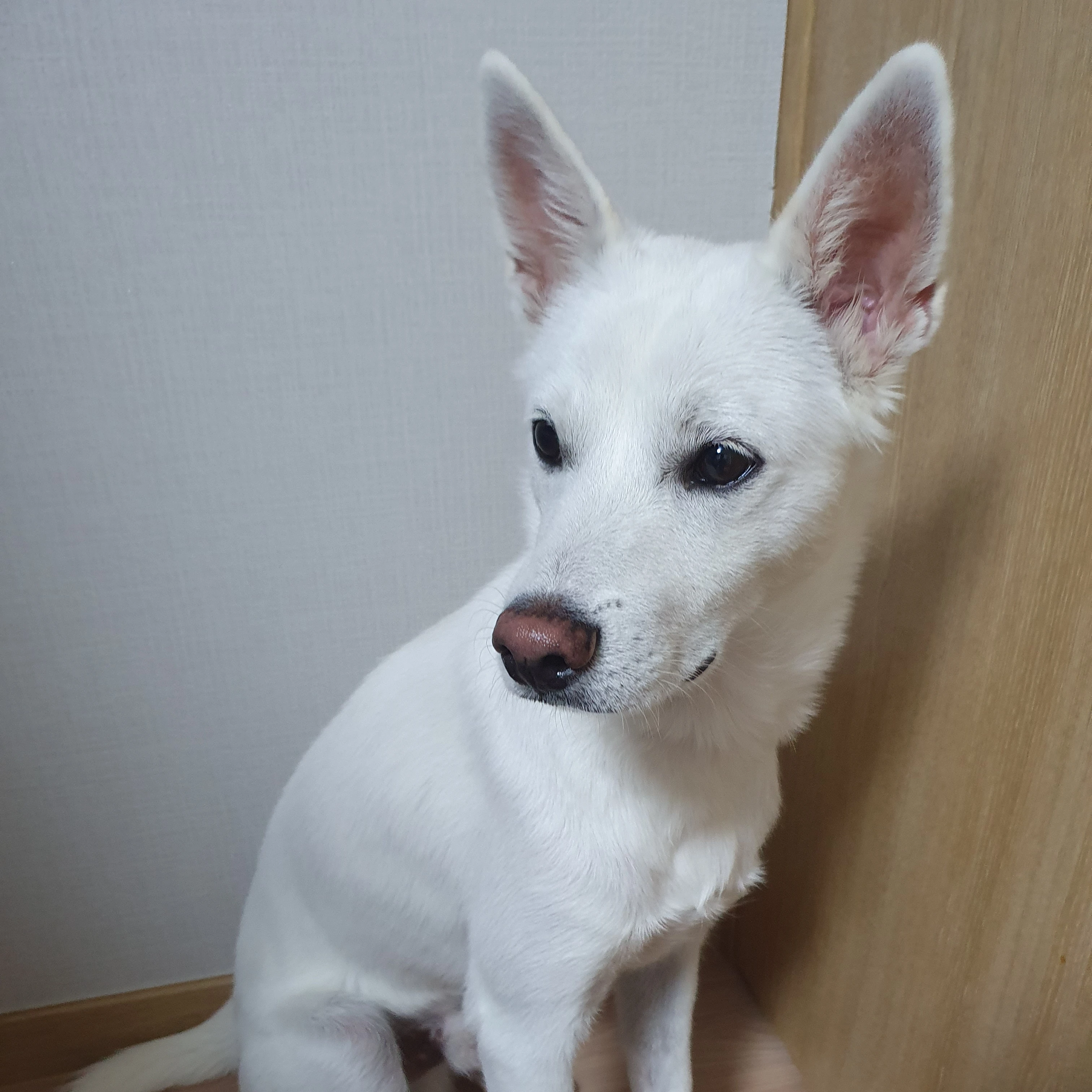 럭키