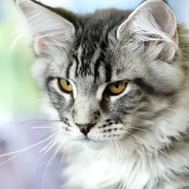 Profile image of ThunderClan