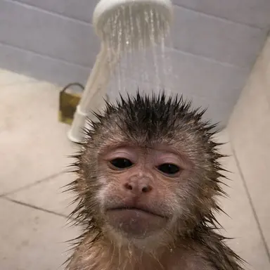 Profile image of Tarzan