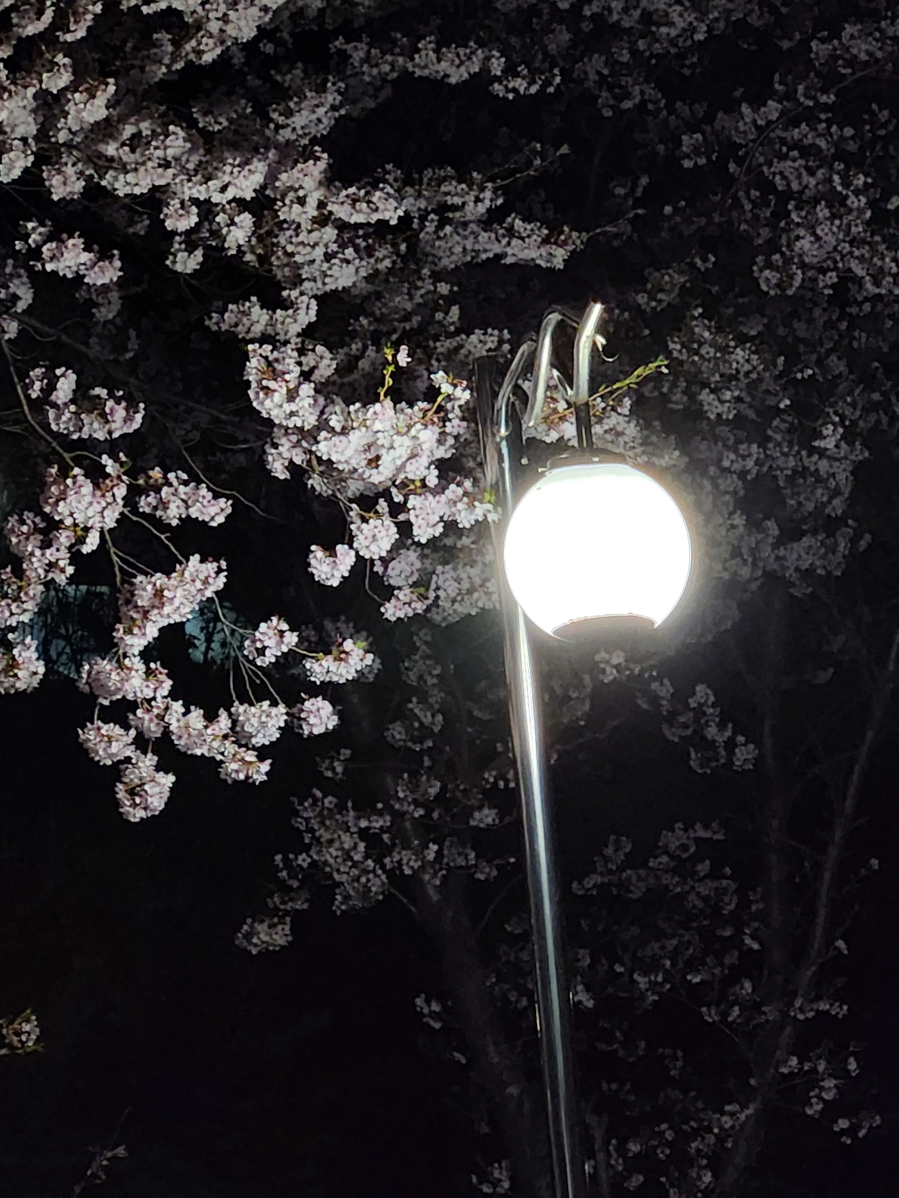 sosei_의 姉の復讐のために。