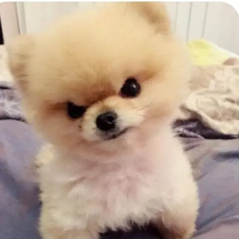 SaltyTeam1404의 꼴통이