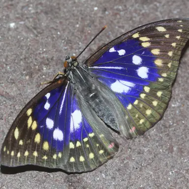 Profile image of アオムラサキ