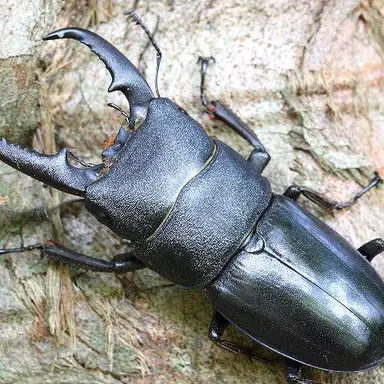 Profile image of ヒラタクワガタ