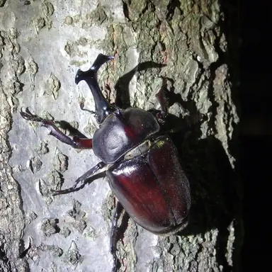 Profile image of カブトムシ