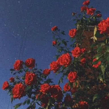 Profile image of 벨키