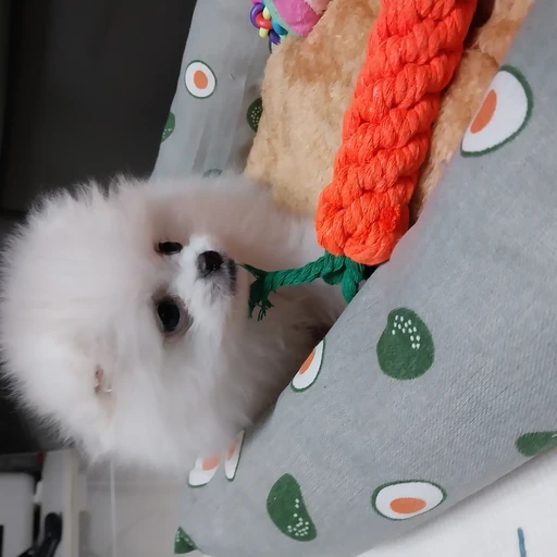 댕댕이