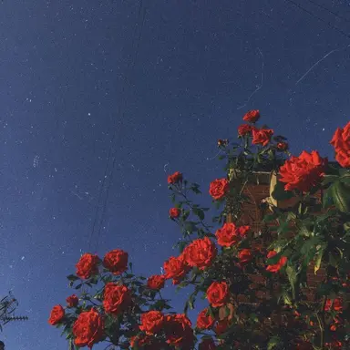 Profile image of 라더