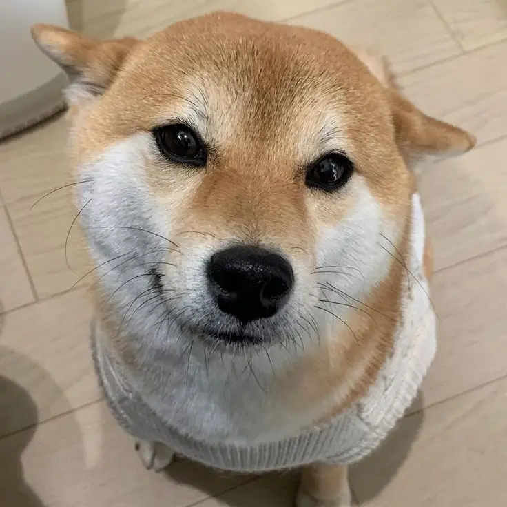 LargeHawk8072의 친누나 백지헌