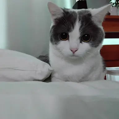Profile image of 고양이