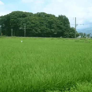 Profile image of 쿠네쿠네