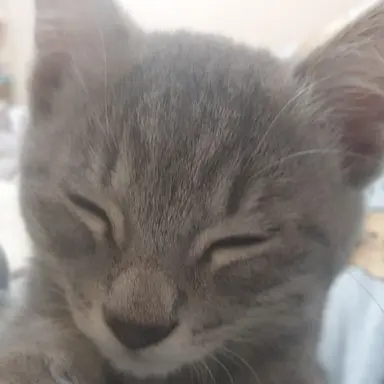 Profile image of 최냥의 고양이