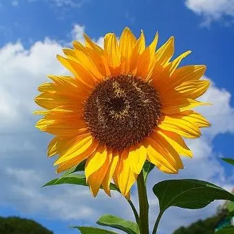 FarOcean3269의 가을동화