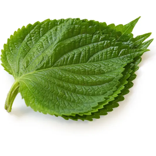 Realzizonhuman의 깻잎