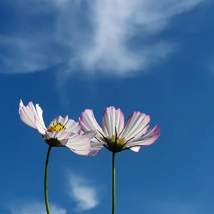 코스모스