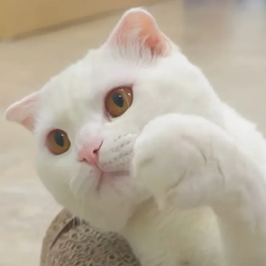 두부