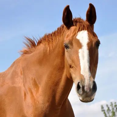 Profile image of Horse